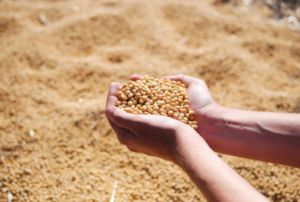 Soybean Meal