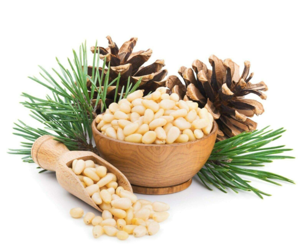 Premium Pine Nuts – Wholesale & Export Deals!