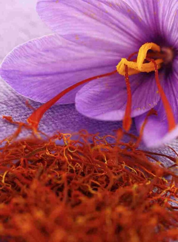 Saffron – Wholesale & Export