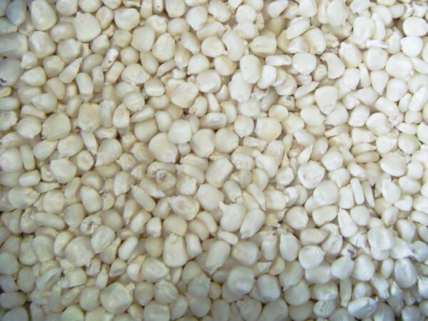 White Maize – Premium Quality Grain 🌽