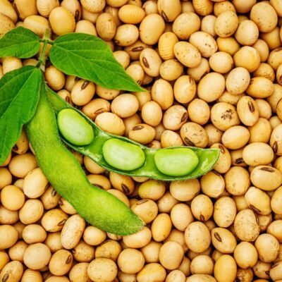 Premium Soya Beans – High-Quality, Nutrient-Rich & Versatile