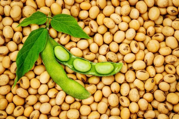Premium Soya Beans – High-Quality, Nutrient-Rich & Versatile