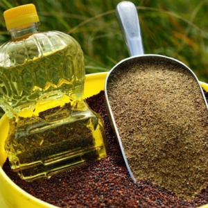 canola oil export